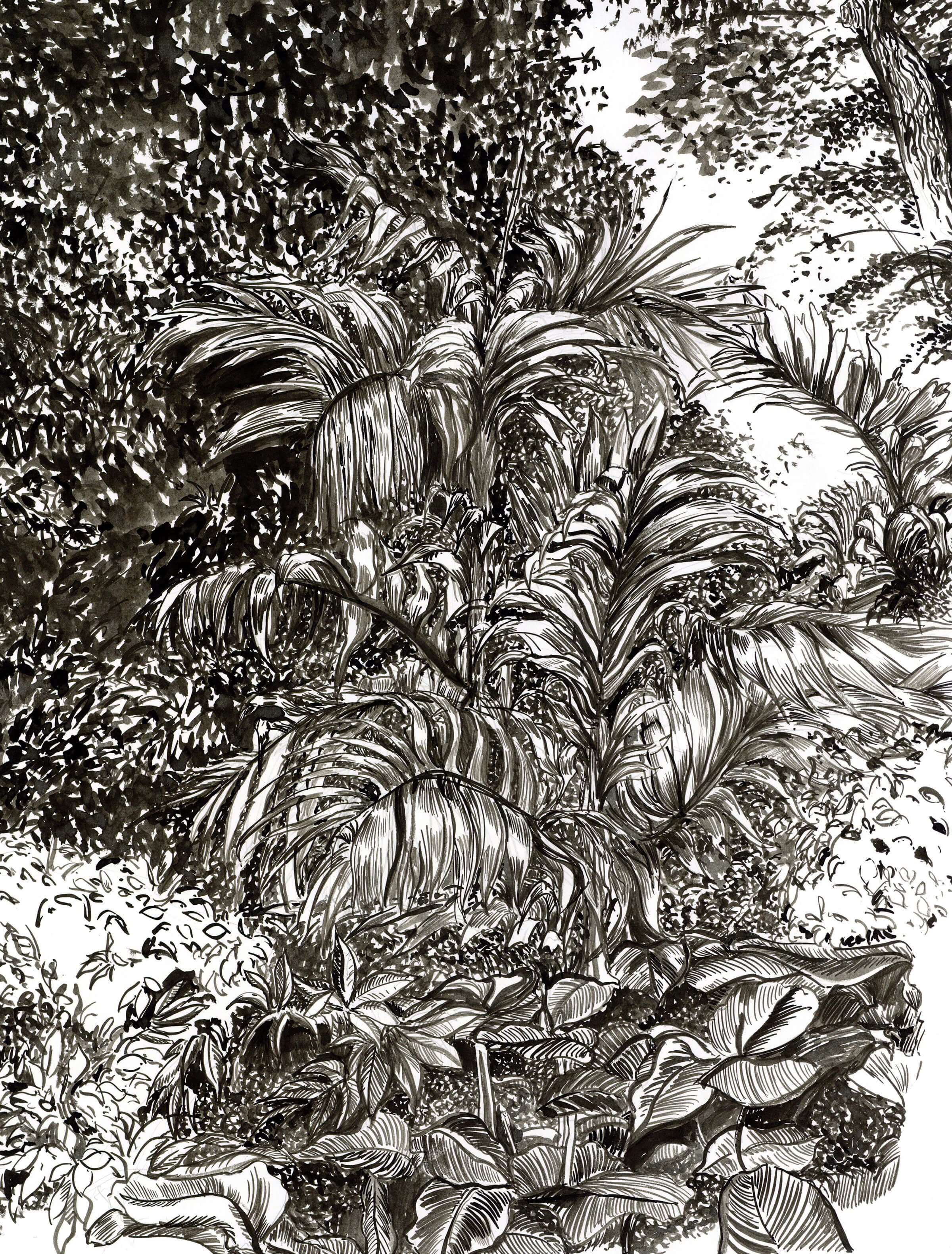 Black-and-white sketch of a fern in a jungle.