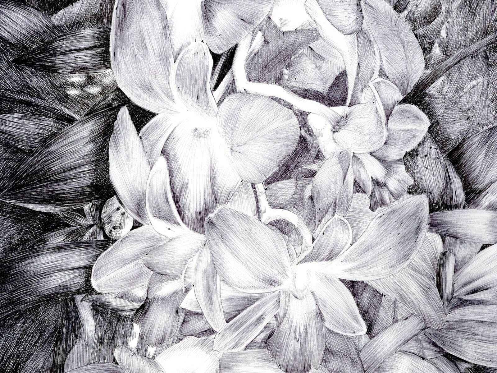 Black-and-white sketch of a garland of flowers.